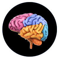 Brain Based Education